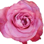 ALL For Love Rose équateur Ethiflora